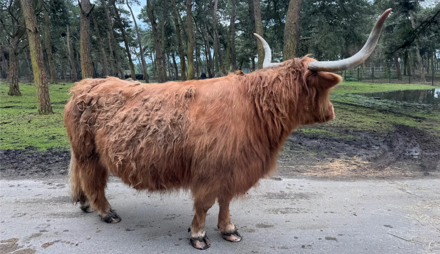 Cow, Beeksbergen, Netherlands